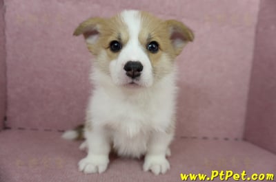 04/28雙色柯基犬母幼犬(高雄前鎮)2