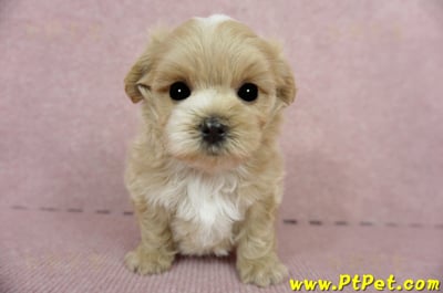 03/14奶油色馬爾泰迪公幼犬(台東市)1