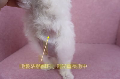 09/27馬爾泰迪公幼犬(新北三重)13