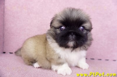 10/31松色北京狗公幼犬(新北新莊)4