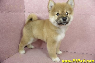 04/29赤色長毛柴犬公幼犬(高雄小港)5