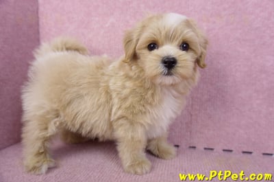 10/13馬爾泰迪公幼犬(桃園楊梅)7