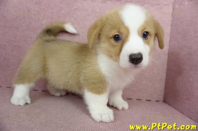 05/09雙色柯基犬公幼犬2號(宜蘭三星)4