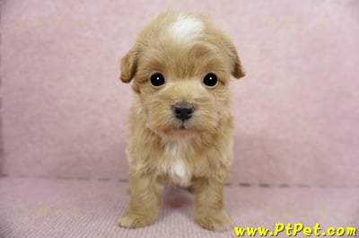 02/14奶油色馬爾泰迪 II 公幼犬(花蓮市)3