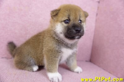 02/05赤色柴犬公幼犬2號(台東東河)4