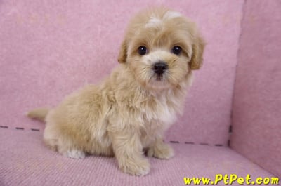 10/18馬爾泰迪母幼犬1號(台中烏日)8