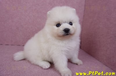 10/11松鼠白博美母幼犬(新北淡水)4