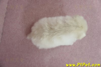 12/15迷你型松鼠白博美公幼犬1號(高雄鳳山)9