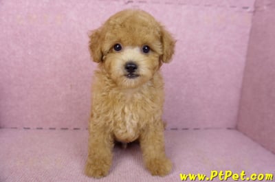 02/11奶油貴賓公幼犬2