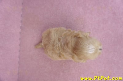 11/02馬爾泰迪 I 公幼犬(屏東市)6