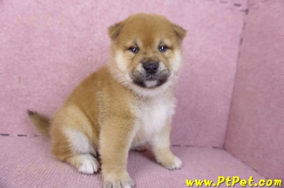 01/16赤色柴犬母幼犬3號4