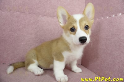 04/14雙色柯基犬母幼犬(台中沙鹿)4