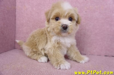 01/30馬爾泰迪公幼犬1號(花蓮市)4