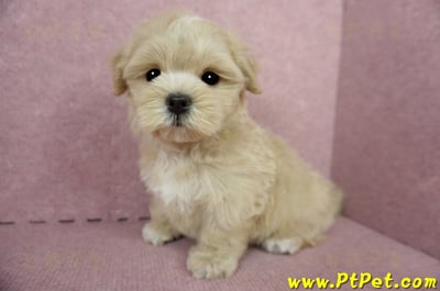 04/11奶油色馬爾泰迪公幼犬(台東綠島)10