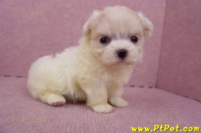 06/26迷你型馬爾濟斯 I 公幼犬2號(台中北屯)5