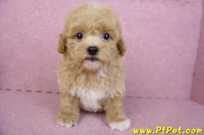 08/12泰迪比熊母幼犬2號(桃園龜山)3