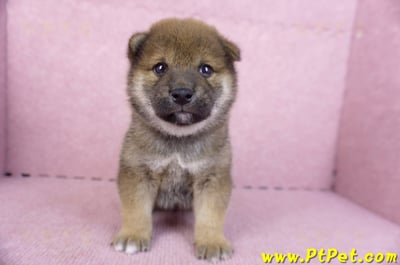 11/19赤色柴犬母幼犬(新北五股)1