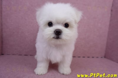 05/28迷你型馬爾濟斯公幼犬2號(台東成功)2