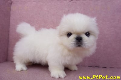 12/17北京狗公幼犬1號6