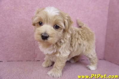 02/20馬爾泰迪母幼犬1號(新竹市)9