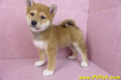 11/08赤色柴犬母幼犬1號(花蓮吉安)7