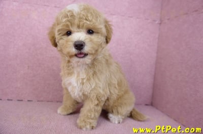 02/18泰迪比熊母幼犬(屏東市)11