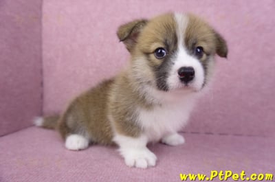 03/14雙色柯基犬母幼犬(新竹市)5