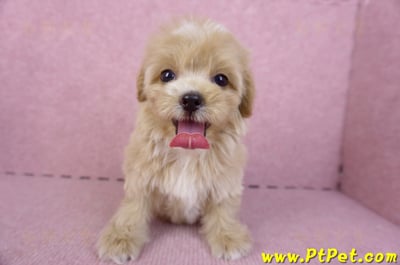 10/18馬爾泰迪母幼犬1號(台中烏日)4