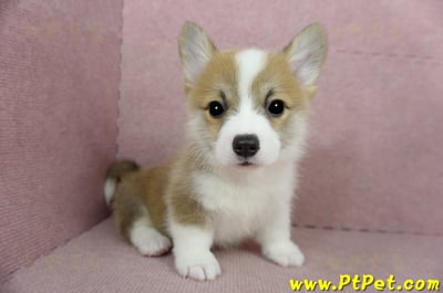 02/09雙色柯基犬公幼犬(新竹)8