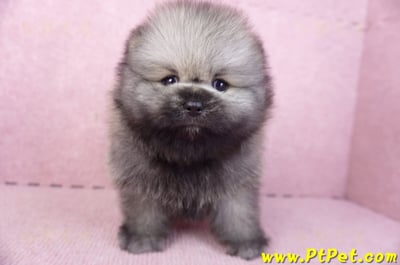 02/10棕色松鼠博美公幼犬(高雄楠梓)1