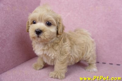 10/18馬爾泰迪母幼犬(高雄鼓山)8