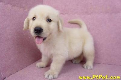 07/18黃金獵犬公幼犬4號(台北)11