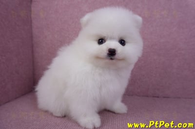 11/10松鼠白博美母幼犬(屏東內埔)4