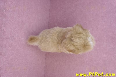 08/06奶油色馬爾泰迪公幼犬1號(桃園中壢)13