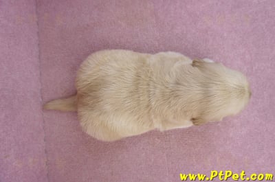 03/12黃金獵犬母幼犬1號7