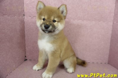 04/29赤色長毛柴犬公幼犬(高雄小港)10