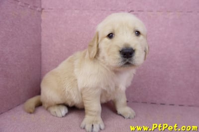 03/12黃金獵犬公幼犬1號(新北三重)3