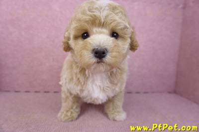 02/18泰迪比熊母幼犬3號(屏東市)2