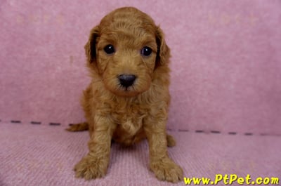 02/11紅貴賓公幼犬1號(新北五股)1