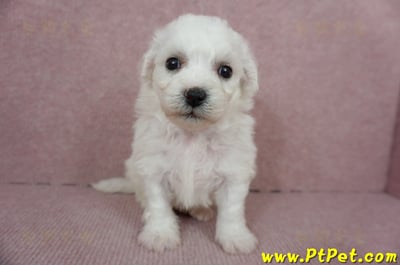 01/12比熊犬公幼犬2號(高雄大樹)1