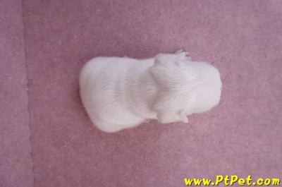 03/21奶白色法國鬥牛公幼犬1號7