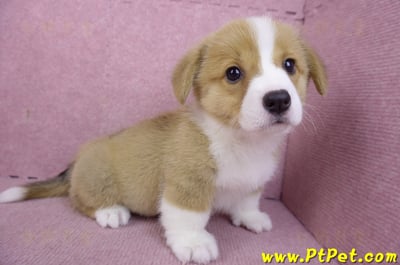 12/15雙色柯基犬母幼犬(桃園大園)4