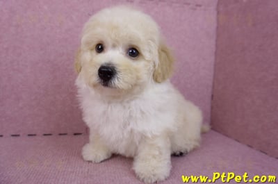 08/14泰迪比熊公幼犬1號(花蓮吉安)8