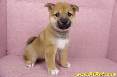 06/09赤色柴犬公幼犬3號(高雄橋頭)3