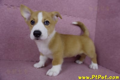 05/09雙色柯基犬公幼犬(南投市)6