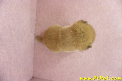 05/11赤色柴犬公幼犬2號(新北三重)6