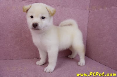 07/11白色柴犬公幼犬(屏東長治)8