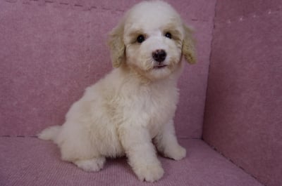 07/10迷你型花貴賓公幼犬(奶油花)(屏東東港)7