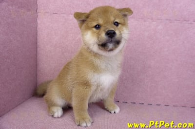 10/15赤色柴犬公幼犬(高雄前金)4