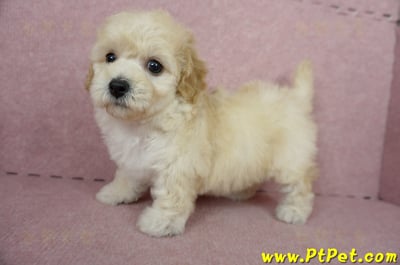 11/08泰迪比熊母幼犬1號(屏東內埔)11